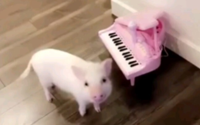 Piggy, playing the piano