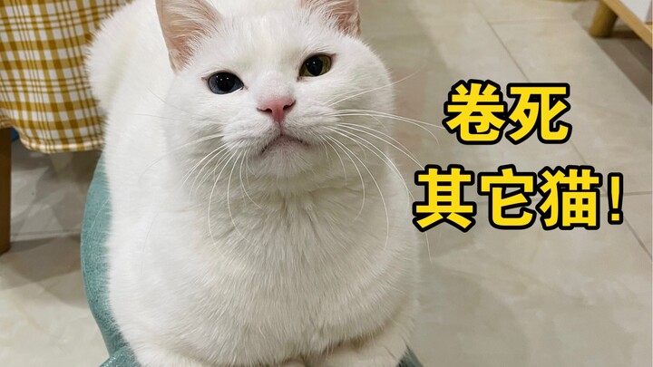 Gak nyangka nih si kucing kecil punya hasrat juara yang begitu kuat!