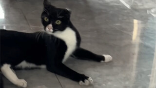 I really don't want to raise a milk-cow cat anymore.