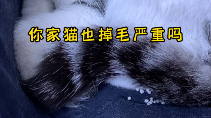 How to Reduce Cat Shedding?