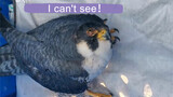 [Animals]Take care of a blind peregrine