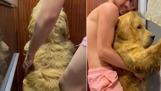 Tertawa! Golden retriever ditipu untuk mandi di kamar mandi oleh pemiliknya. Ketika menyadari ada ya