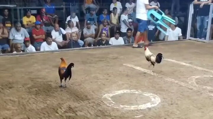 7 stag bmeg sabing idols