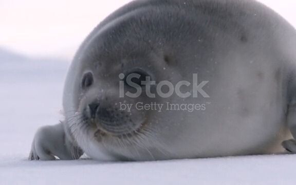 Agile little seal