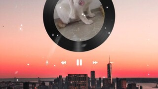 cat #star