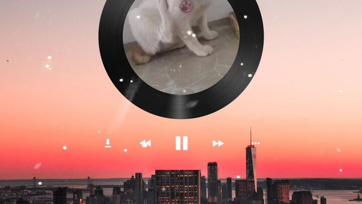 cat #star