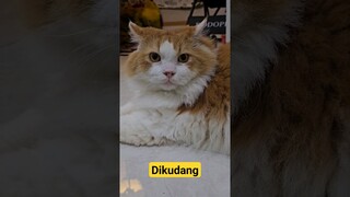 Dikudang #trending #cat #funnyvideos #cats #kucing #pet #animal #pets #viral #dog #cute #animals