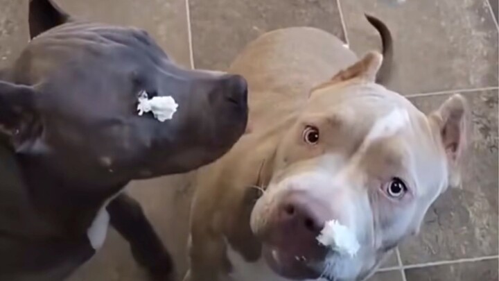 There’s a reason they’re such good friends #AnimalSillyBehavior #BullyDogs #ClownishEverydayLife
