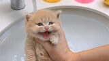 Saat anak kucing mandi untuk pertama kalinya