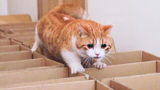 The owner used express boxes to set up roadblocks, but the orange cat had short legs and couldn't cl