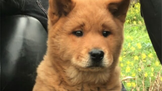 Cara mengelola anjing dengan kepribadian yang sulit diatur