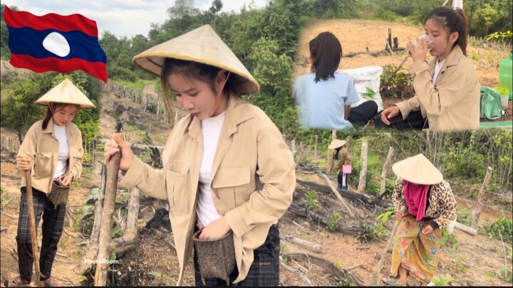 🇱🇦#สาวลาว สักเข้าไฮ่ ปลูกข้าววิธีซีวิดสาวบ้านนอกจ