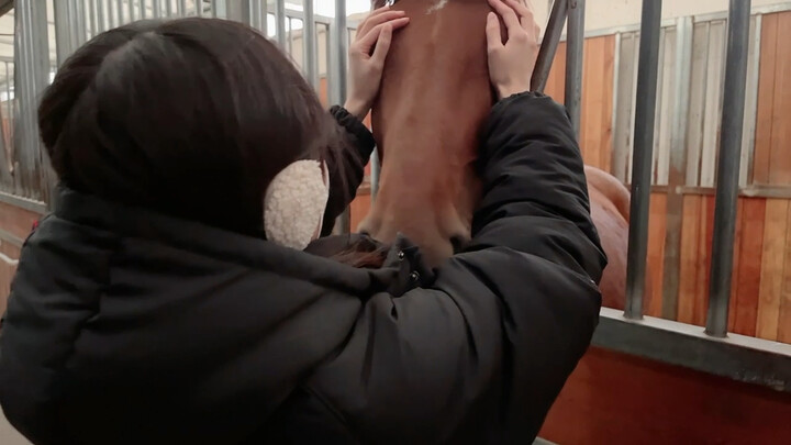 又rua马了 这里最让我惦记的一匹爱娇小马 有别人在她好像拘谨了一些哈哈哈 只有我们两个的时候她可爱撒娇了 随便rua～ 不过有时候把整个脑袋放在我手上托着的…