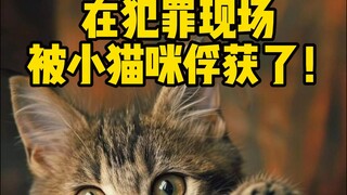 谁能拒绝小猫咪呢！🥺