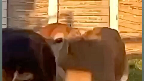 So this must be the legendary beauty!