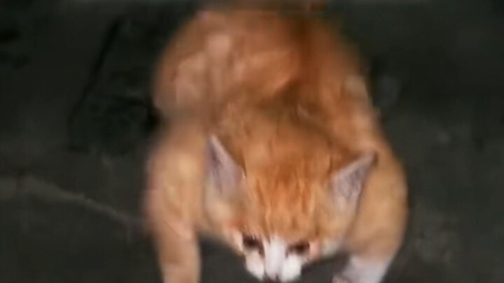 哪怕是肌肉小猫，也值得被爱
