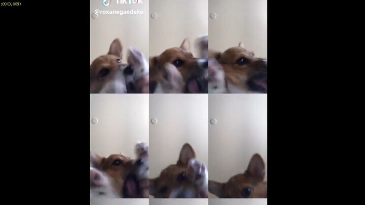 The Corgi Forced to Work