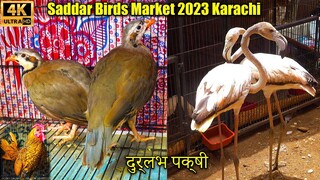 Saddar Exotic Birds Market 2023 Karachi _ Fancy Hen and Rooster _ विदेशी पक्षी