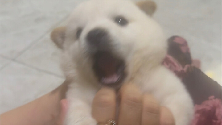 [Clean Version] A Ticklish Puppy with a Heavenly Voice — We Recommend Watching with Headphones!