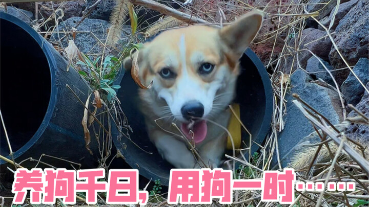 You raise a dog for a thousand days, but only need it for a single moment—unfortunately, you’ve let 
