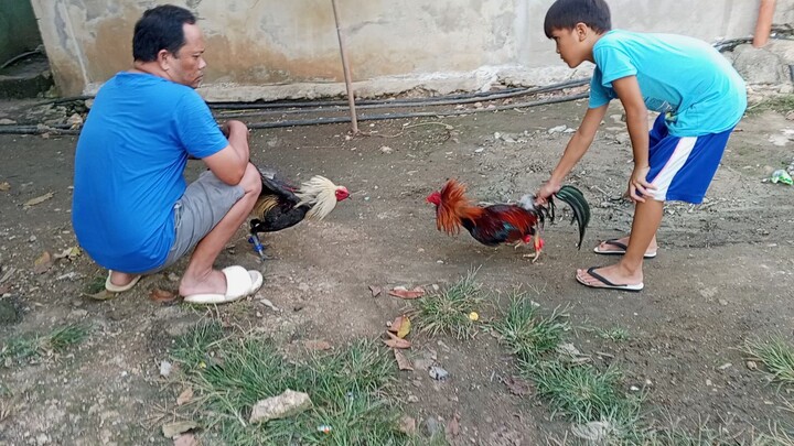 Hatch Gray vs Lemon sweater Spar