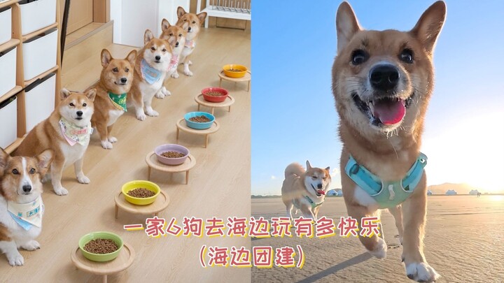 Seberapa seru keluarga dengan 6 anjing main di pantai?