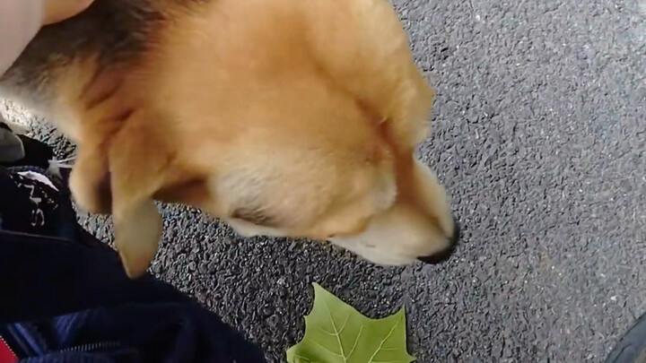 Thanks, little dog, you’ve brought me some lucky breaks!