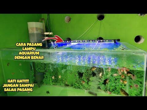 41 Lampu Aquarium Koki HD