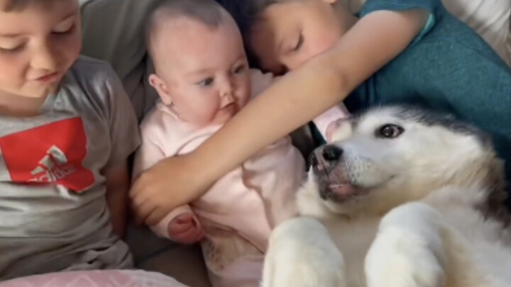 The Husky thinks she is the kids’ mom (hahaha!!)