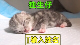 Induk kucingnya hanya melahirkan satu anak kucing! Saking berharganya, aku tidak akan membiarkan sia