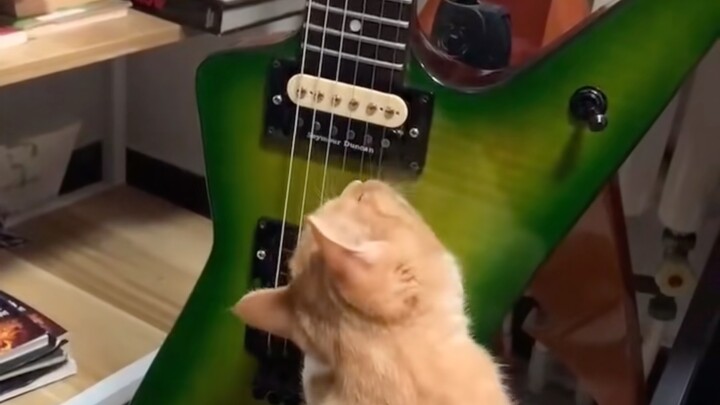 Kucing bisa bermain piano lebih baik dari Anda