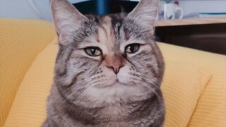 Kucing kecil memberikan pidato penting saat makan