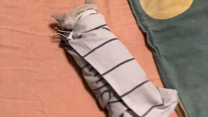 How can it be so cute, funny curly cat