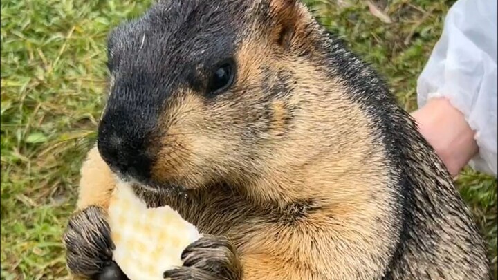 ยังกินอีกเหรอ? จัดการพวกคุณแล้ว!