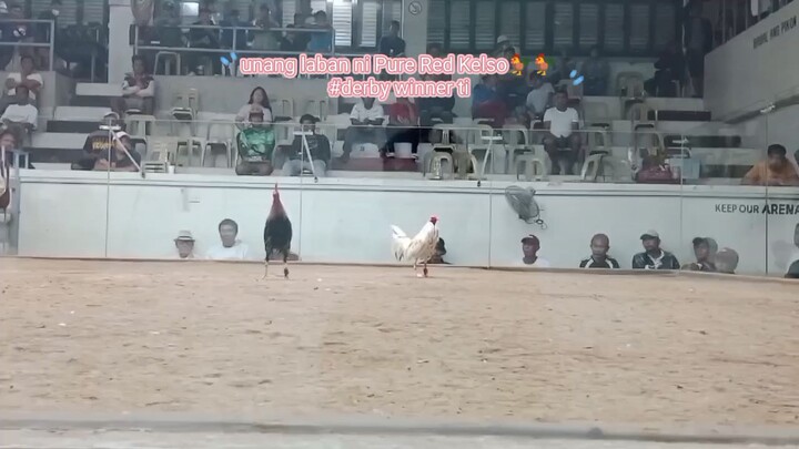 1st fight derby#timbangan#Pure Red Kelso
