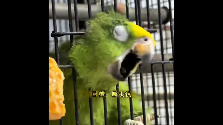 "Awkward Moments of Animals"