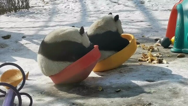 [Hewan]Kehidupan panda yang bahagia