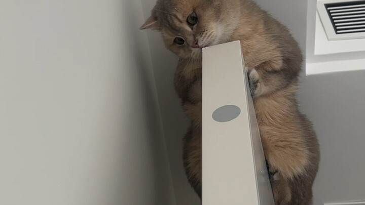 Master, what do you do for a living?