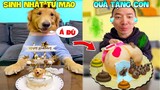 Thú Cưng Vlog | Tứ Mao Ham Ăn Đại Náo Bố #38 | Chó gâu đần thông minh vui nhộn | Funny smart pet dog
