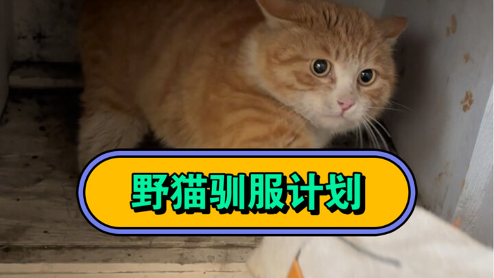 The Stray Cat Training Program Officially Begins