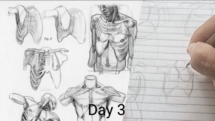 Day 3 Belajar Gambar Lagi Dari Nol (Anatomy Torso)