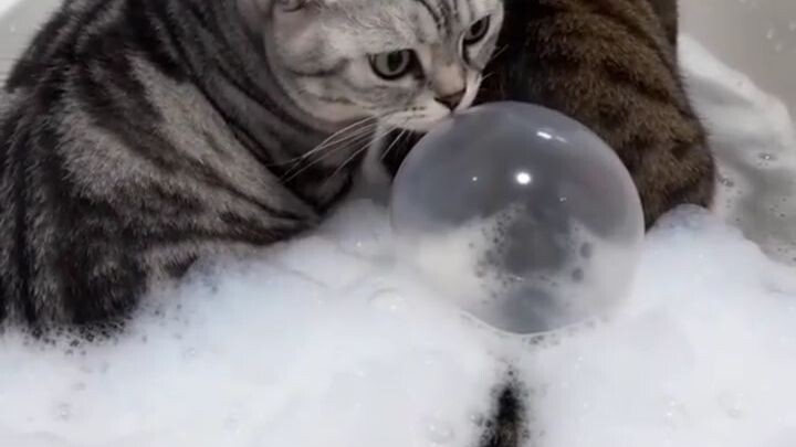 kejahilan kucing mujaer