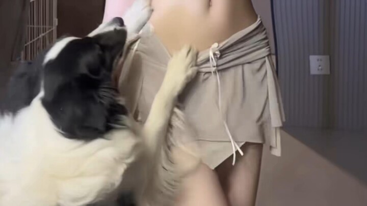 It's actually pretty good to just have dogs!