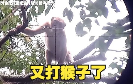 Indonesia Atasi Banjir Monyet dengan Sekali Acara Barbeku