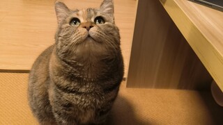 小心要饭，大胆吞粮