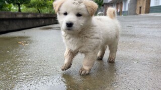 Mud Dog Friendship