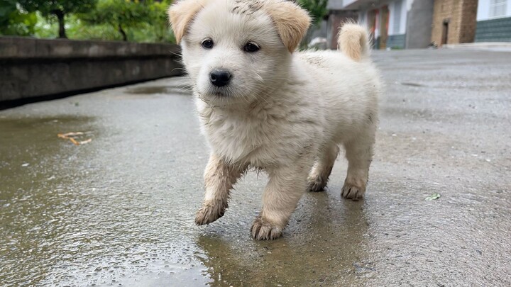 Mud Dog Friendship