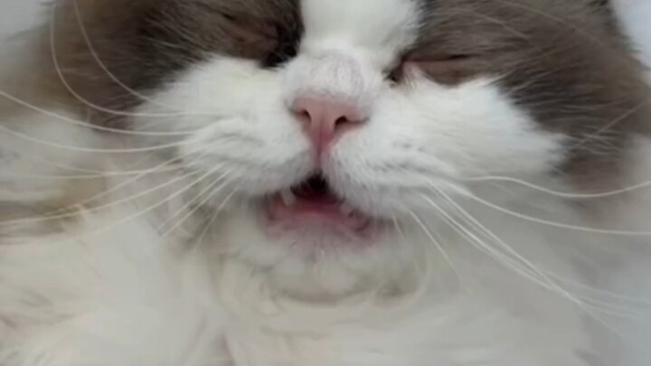 The kitten really cares about you