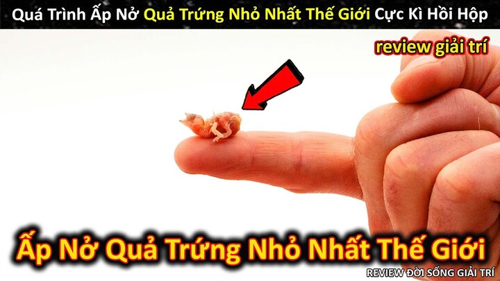 Quá Trình Ấp Nở Đầy Kịch Tính Với Quả Trứng Chim Kỳ Dị Nhỏ Nhất Thế Giới || Review Giải Trí Đời Sống