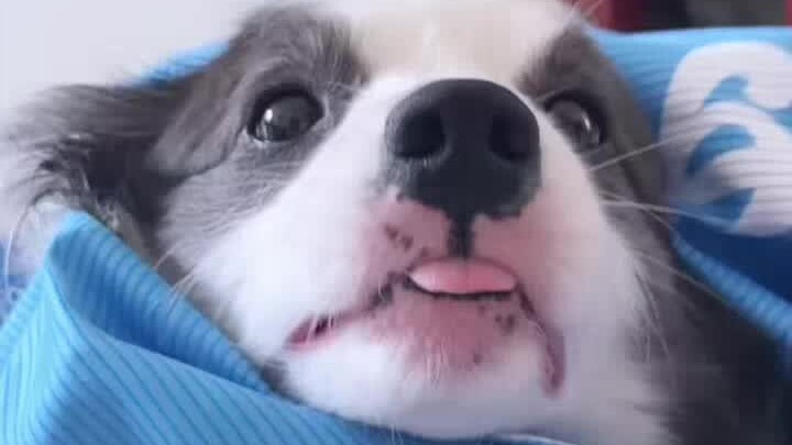 Thankfully, you’re just a dog.